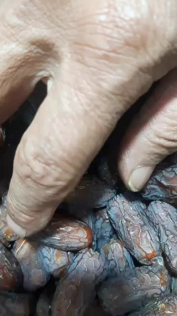 خرما پیارم|خوردنی و آشامیدنی|اصفهان, دانشگاه اصفهان|دیوار