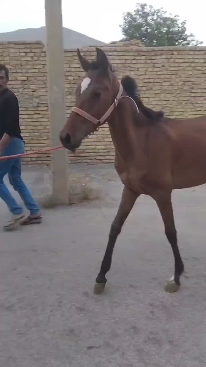 کره مادیان|اسب و تجهیزات اسب‌سواری|بن, |دیوار