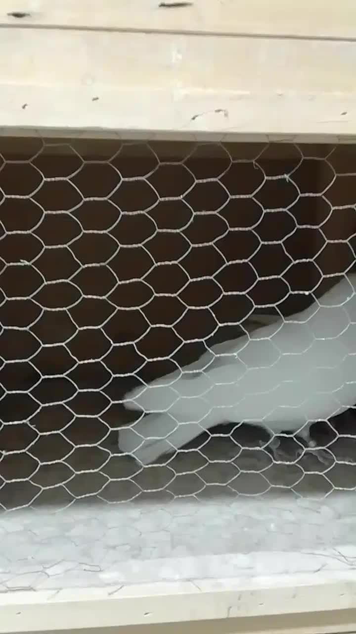 فروش جوجه های ساعت سنگین|پرنده|محمدشهر, شهرک پیام (مهرالبرز)|دیوار