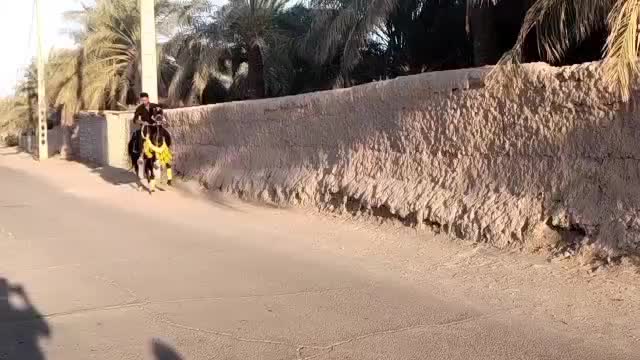 اسب|اسب و تجهیزات اسب‌سواری|بم, |دیوار