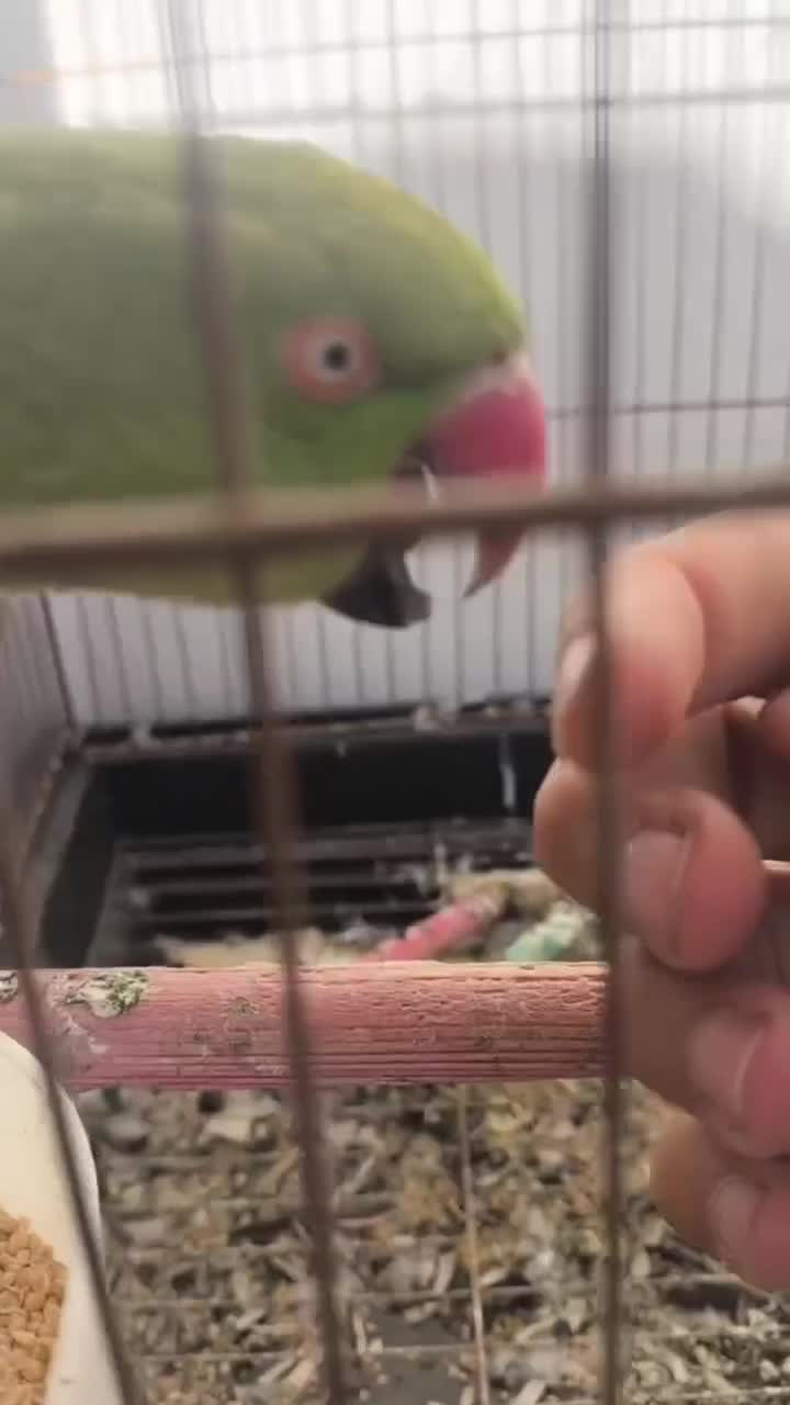 طوطی ملنگو|پرنده|میانه, |دیوار