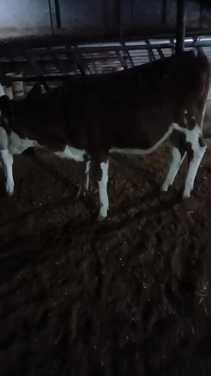 فروش فوری گوساله ماده زیربر|حیوانات مزرعه|شیراز, بید زرد|دیوار