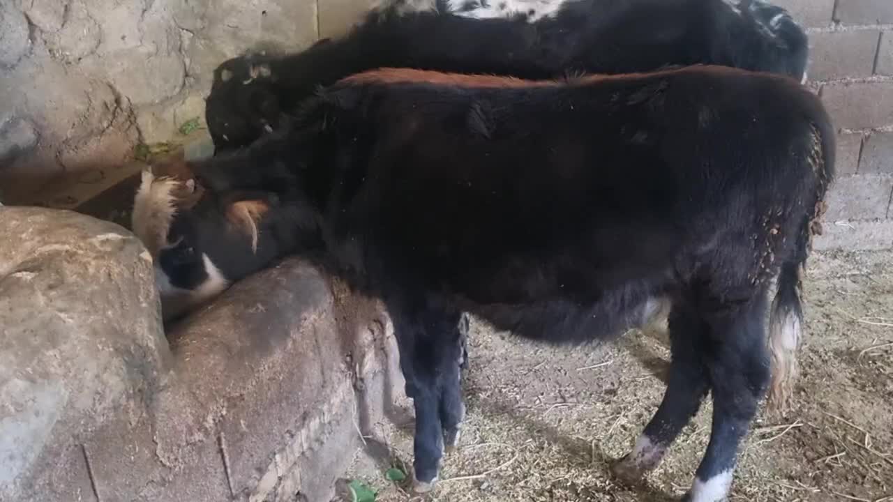 گاوفروشی|حیوانات مزرعه|علی‌آباد کتول, |دیوار