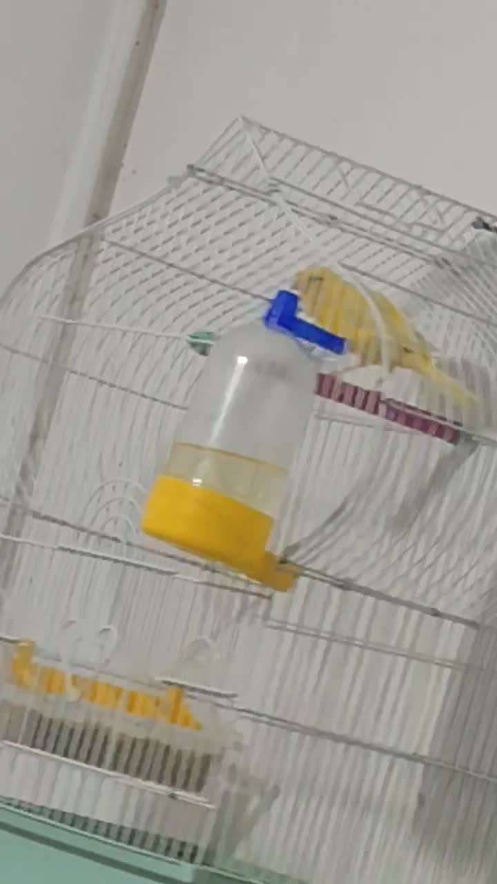 فروش مرغ عشق و قناری نر و قفس|پرنده|سنقر, |دیوار