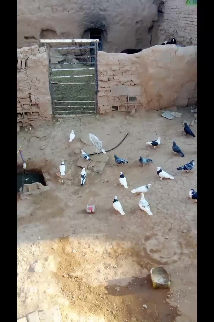 کفتر معامله با آلمانی آگهی بخونید|پرنده|پائین جام, |دیوار