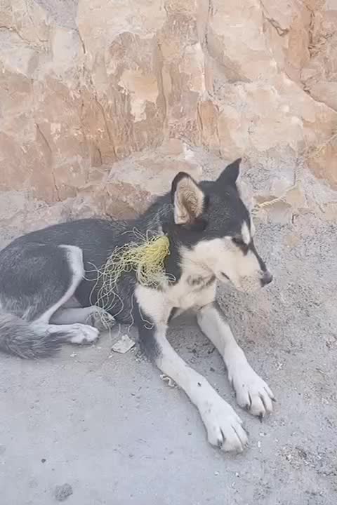 قیمت ۴ ، تخفیف پای معامله|سگ|دهدشت, |دیوار