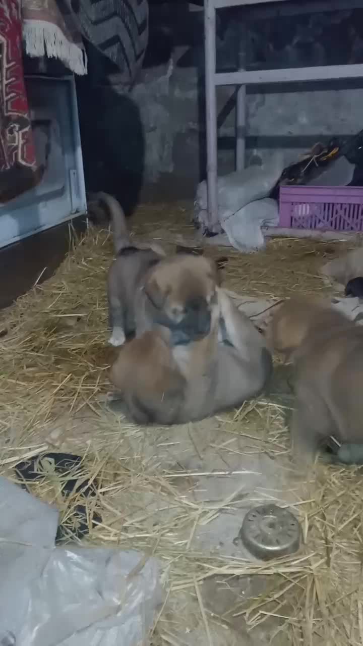 واگذاری توله های سگ نگهبان|سگ|میانه, |دیوار