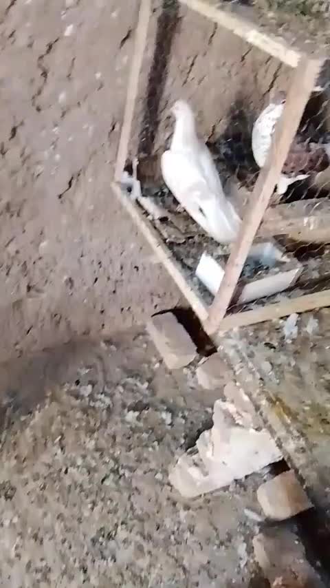 کفتر|پرنده|سرخس, |دیوار