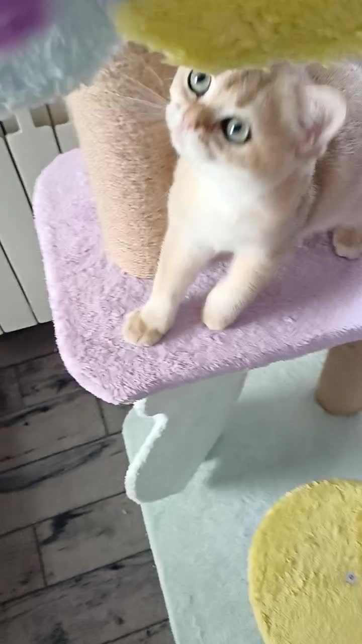 بچه گربه بریتیش ny12 فوق‌العاده شیطون و بازیگوش|گربه|رشت, نیکمرام|دیوار