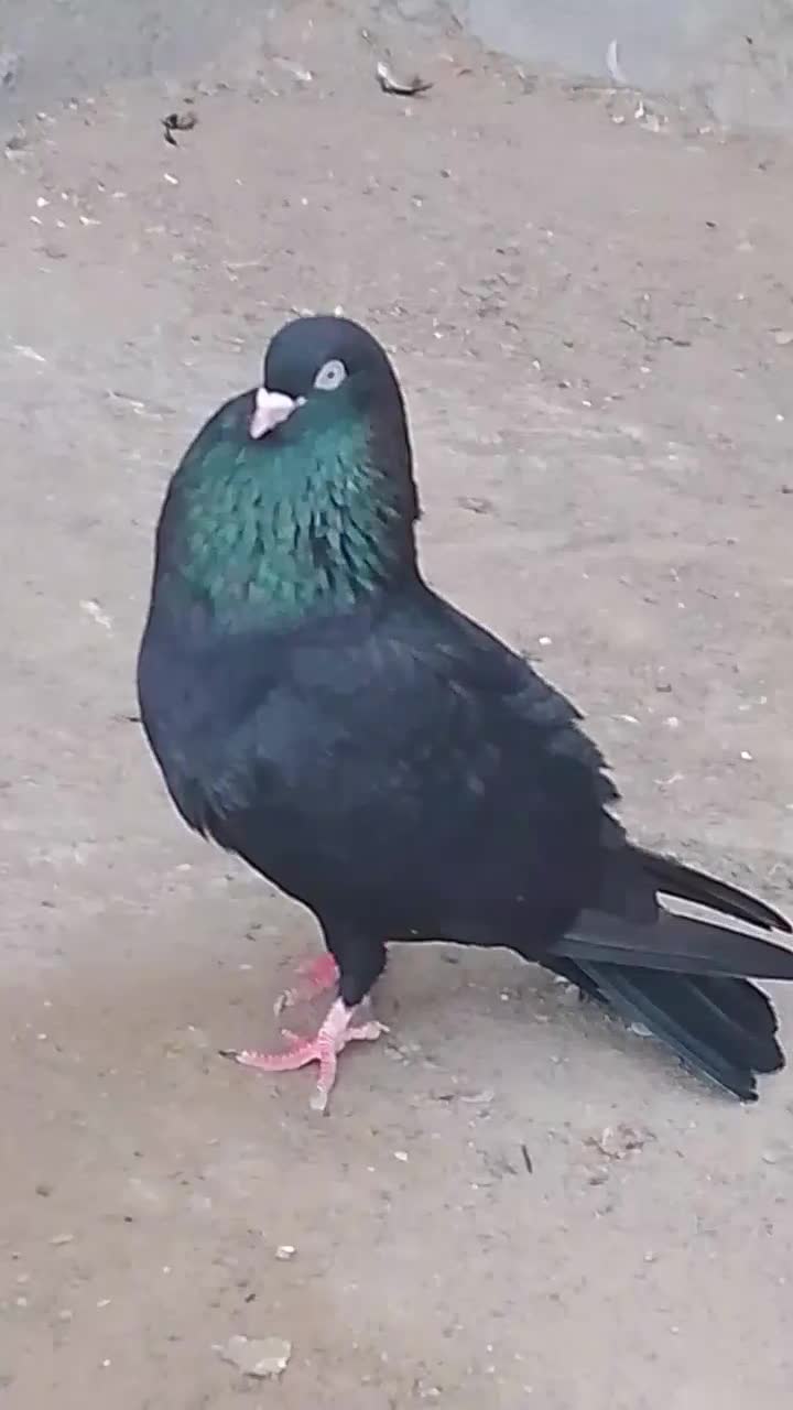 کفتر یا کبوتر زاغ|پرنده|میناب, |دیوار