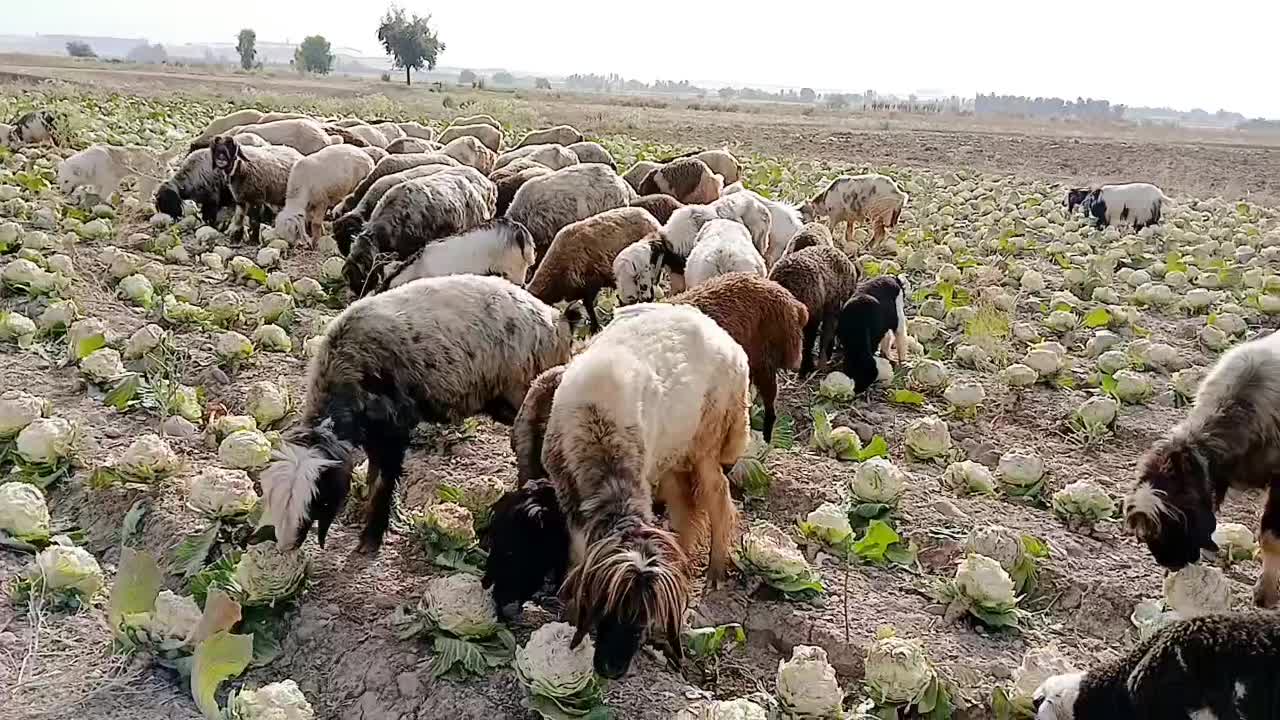 میش|حیوانات مزرعه|دزفول, |دیوار