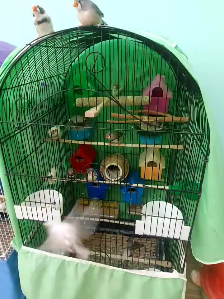 فنج جفت و جوجه زبرا و کینگ|پرنده|تهران, جیحون|دیوار