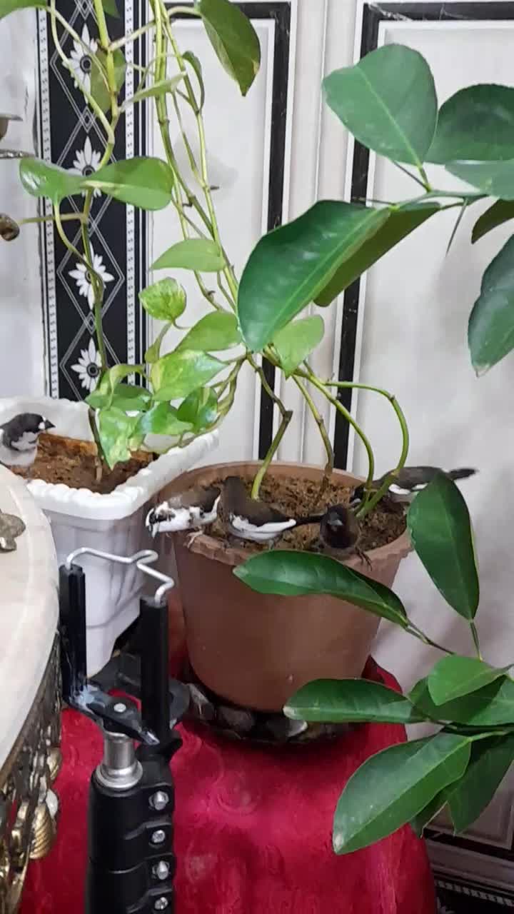 پرنده|پرنده|بکتاش, |دیوار