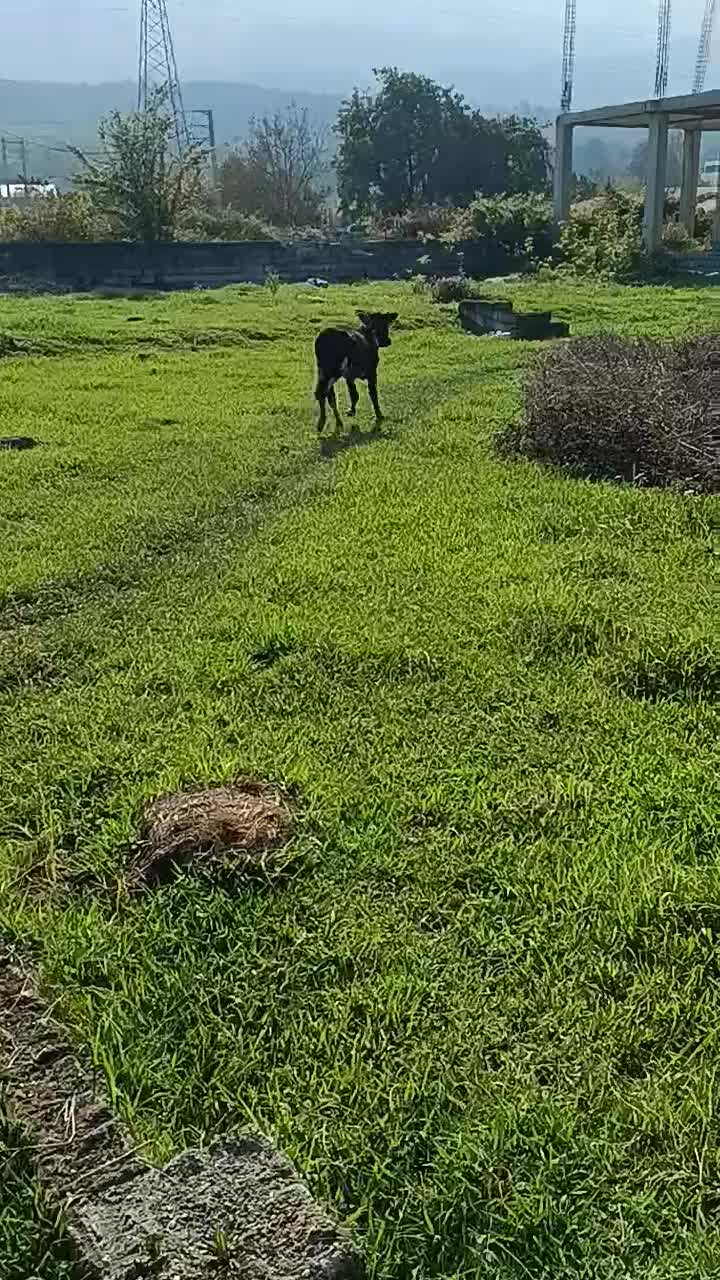 گوساله ماده گاو|حیوانات مزرعه|نوشهر, |دیوار