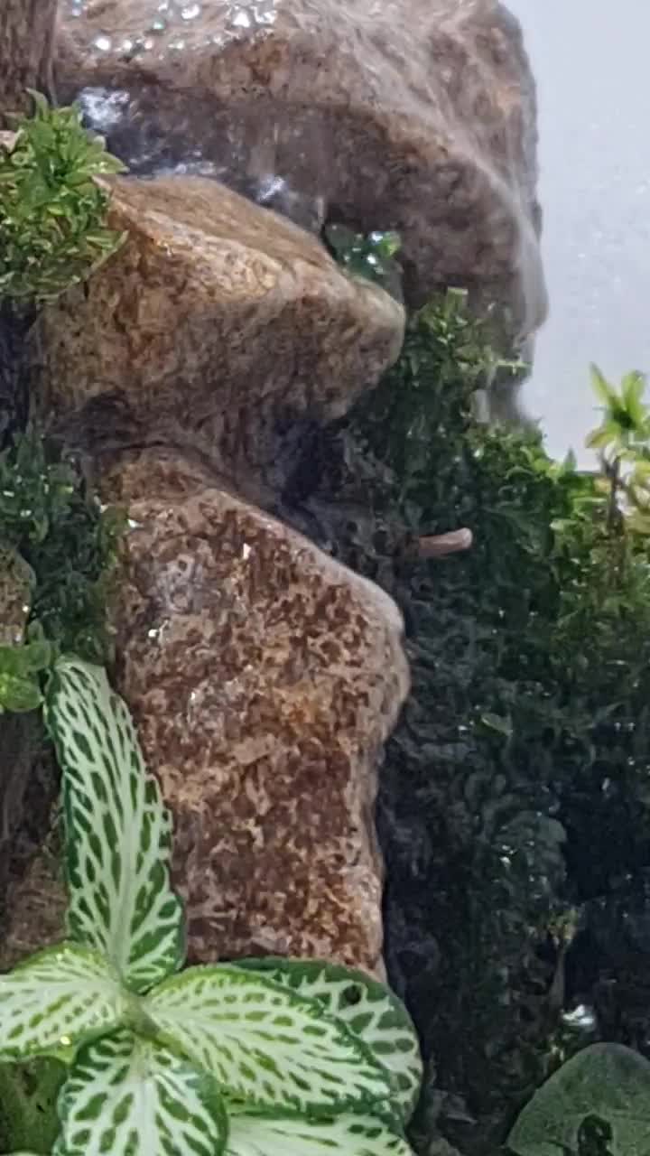 انواع تراریوم|گل و گیاه طبیعی|تبریز, |دیوار