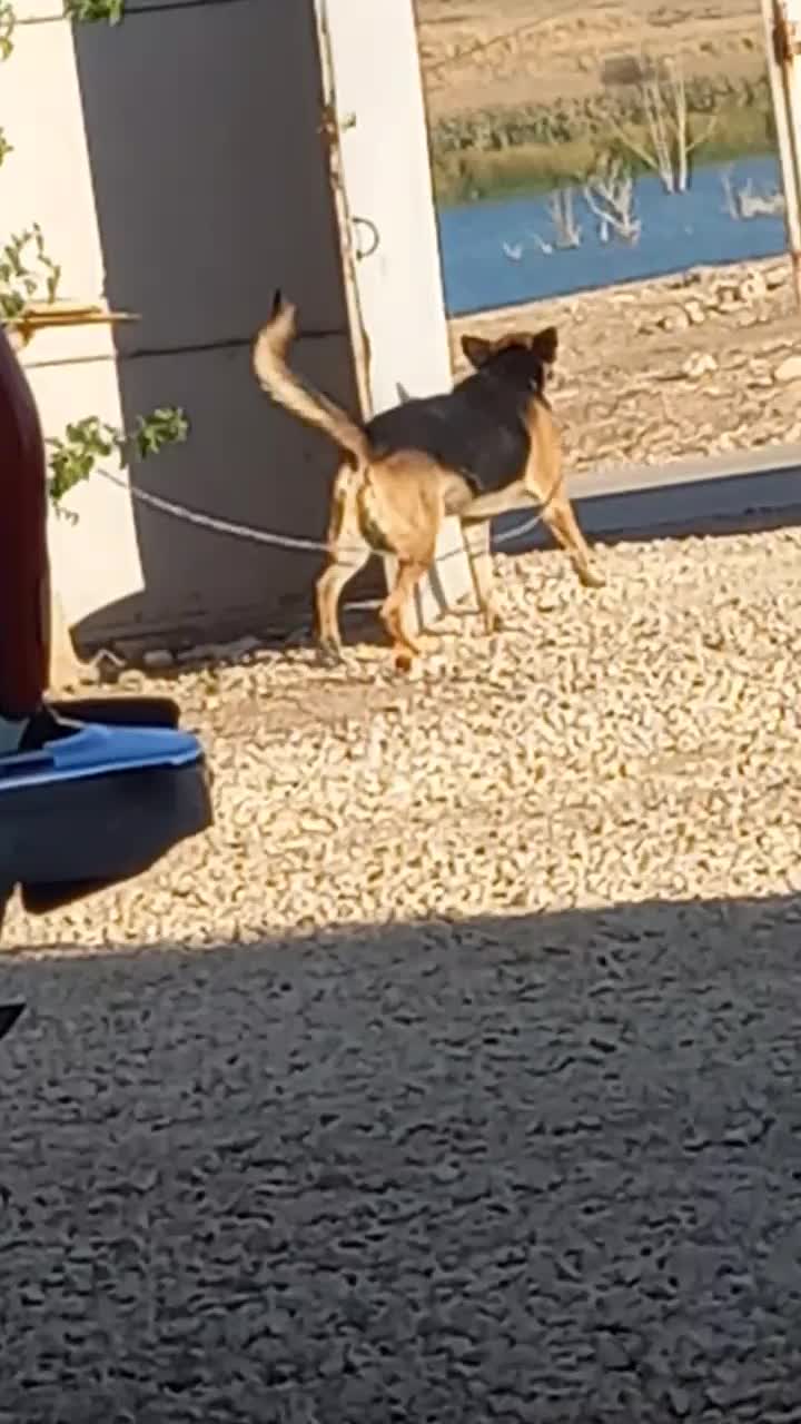 سگ ژرمن شپرد اصیل نر|سگ|کرمانشاه, |دیوار