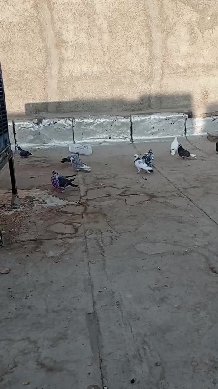 کفتر پرشی گرو|پرنده|ری, سیزده آبان|دیوار