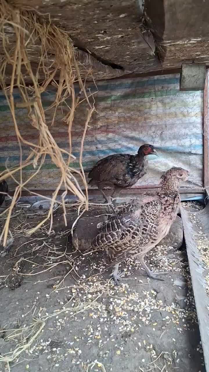 مرغ و خروس پاکستانی|پرنده|ساری, |دیوار