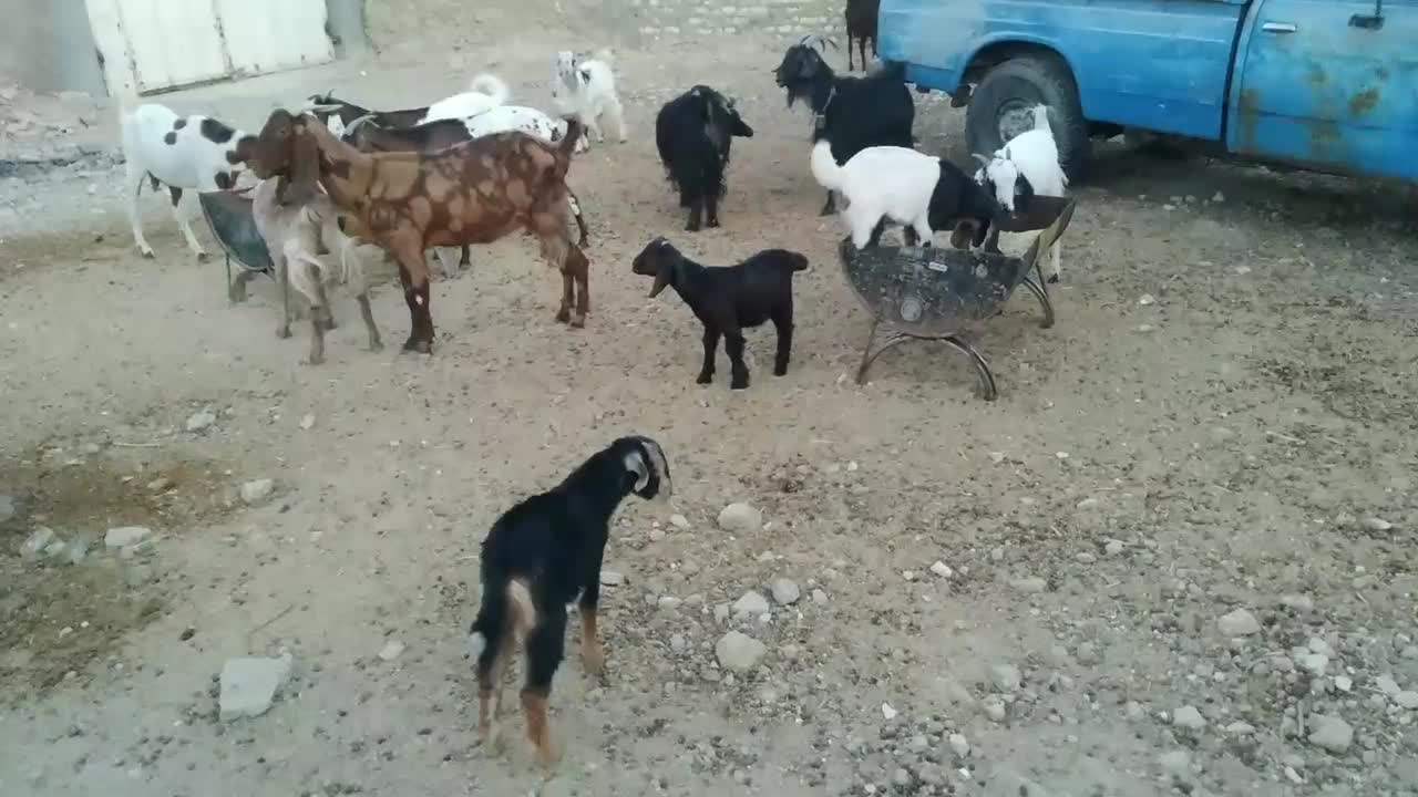 بز و کولار پاکستانی|حیوانات مزرعه|شیراز, دارالرحمه|دیوار