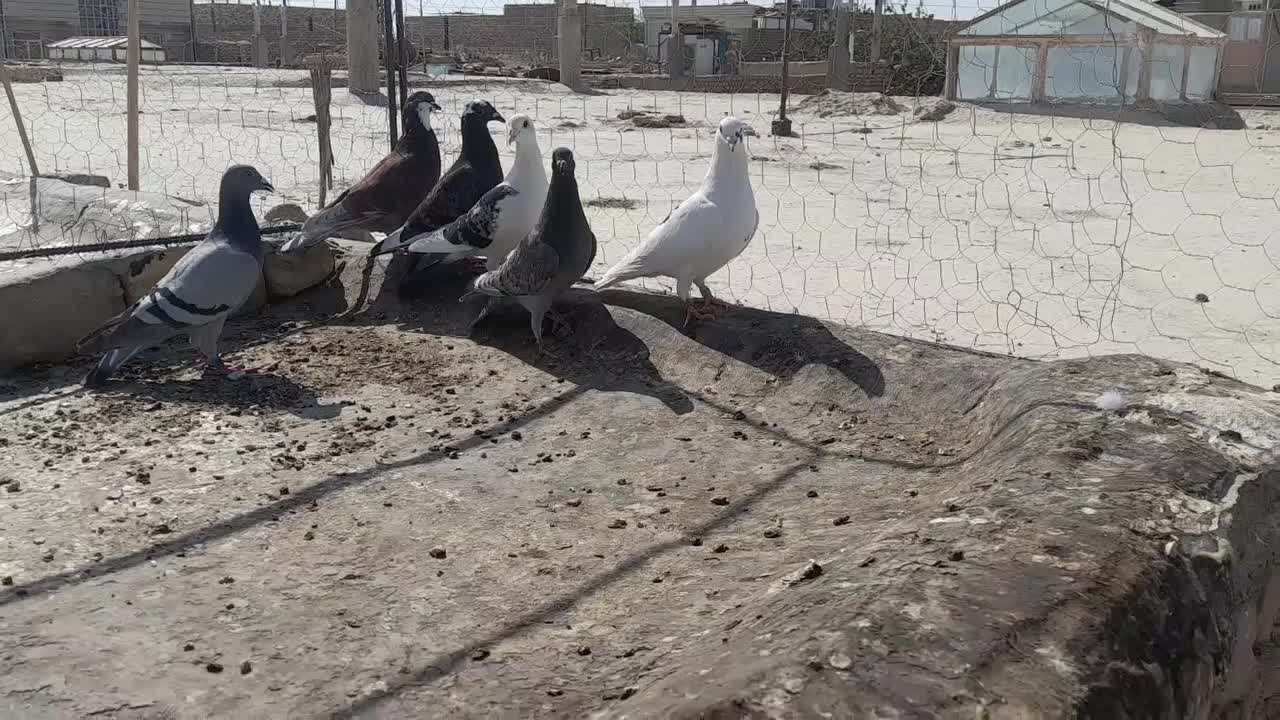 انگشتر طلا کبوتر|جواهرات|زابل, |دیوار