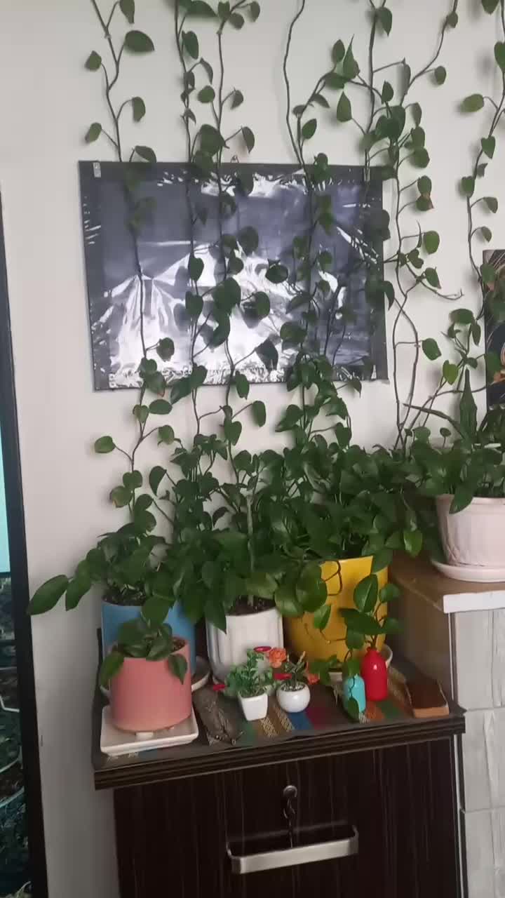 گل پتوس|گل و گیاه طبیعی|قیامدشت - خاورشهر, |دیوار