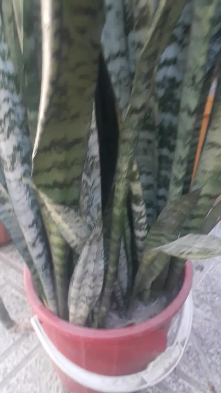 گل سانسریا|گل و گیاه طبیعی|ارزوئیه, |دیوار