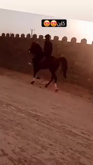 اسب مادیان نریان|اسب و تجهیزات اسبسواری|قهدریجان, |دیوار