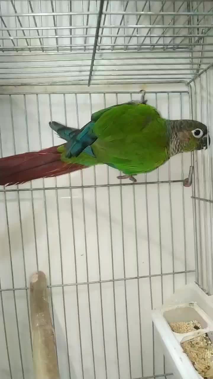 طوطی گرینچیک ماده.عروس وبرزیلی بالغ|پرنده|بهبهان, |دیوار