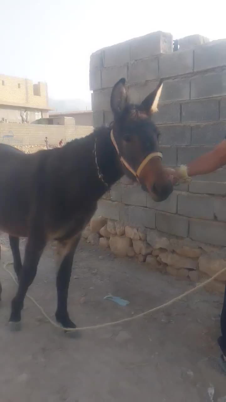 کره قاطر 14ماهه|حیوانات مزرعه|کوهمره, |دیوار