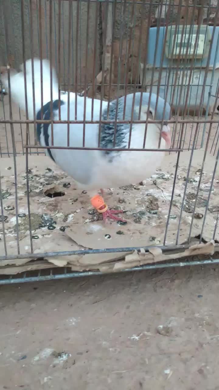 کفتر|پرنده|تربت جام, میان جام|دیوار