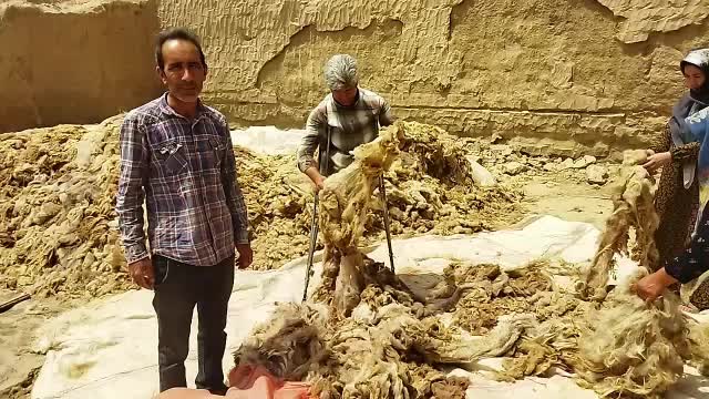 فروش پشم گوسفند  شسته حلاجی شدالیاف طبیعی|رختخواب، بالش، پتو|گلی داغ, |دیوار