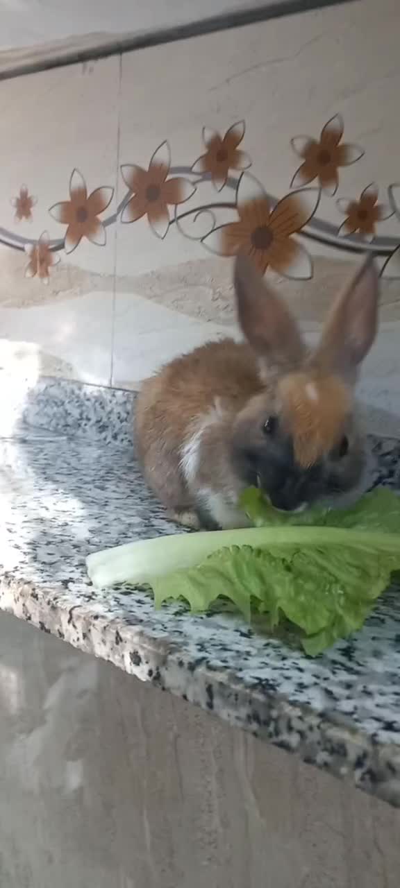 خرگوش سالم وسرحال|موش و خرگوش|پیرانشهر, |دیوار