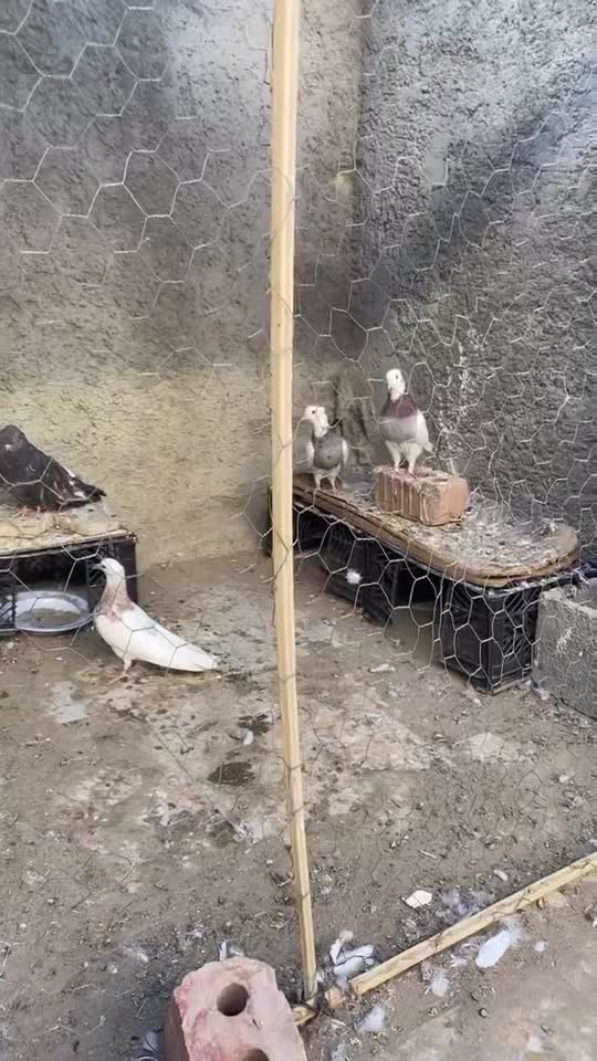 کبوتر پرشی پشت دار و سرور هفت رنگ واتیشی و طوقی|پرنده|ایرانشهر, |دیوار