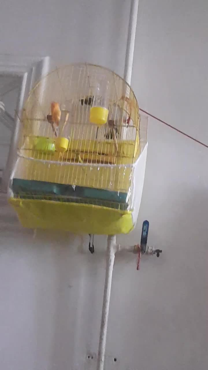 قناری نر|پرنده|گرگان, |دیوار