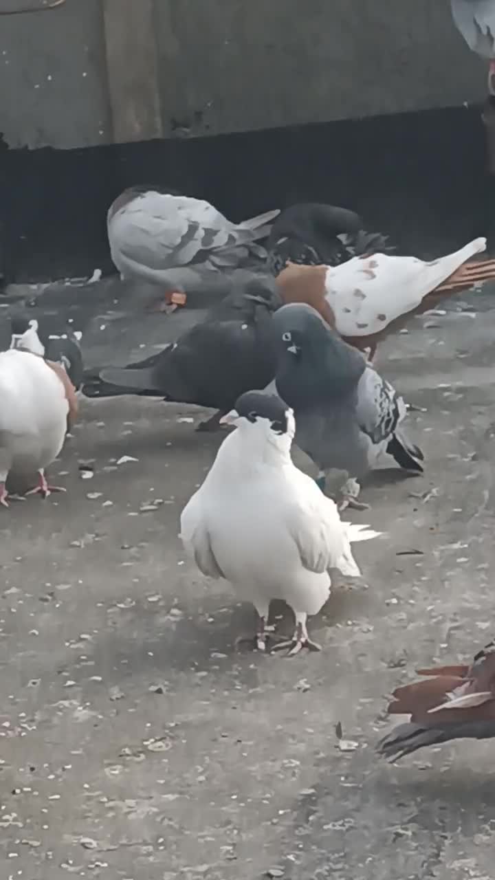 سار و سینه مقبول|پرنده|مشهد, تلگرد|دیوار