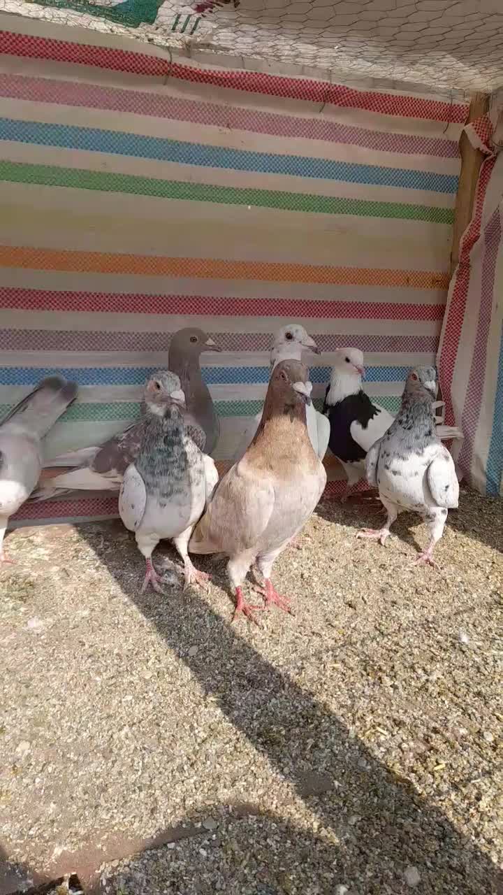 کبوترنامه بر|پرنده|کنگاور, |دیوار