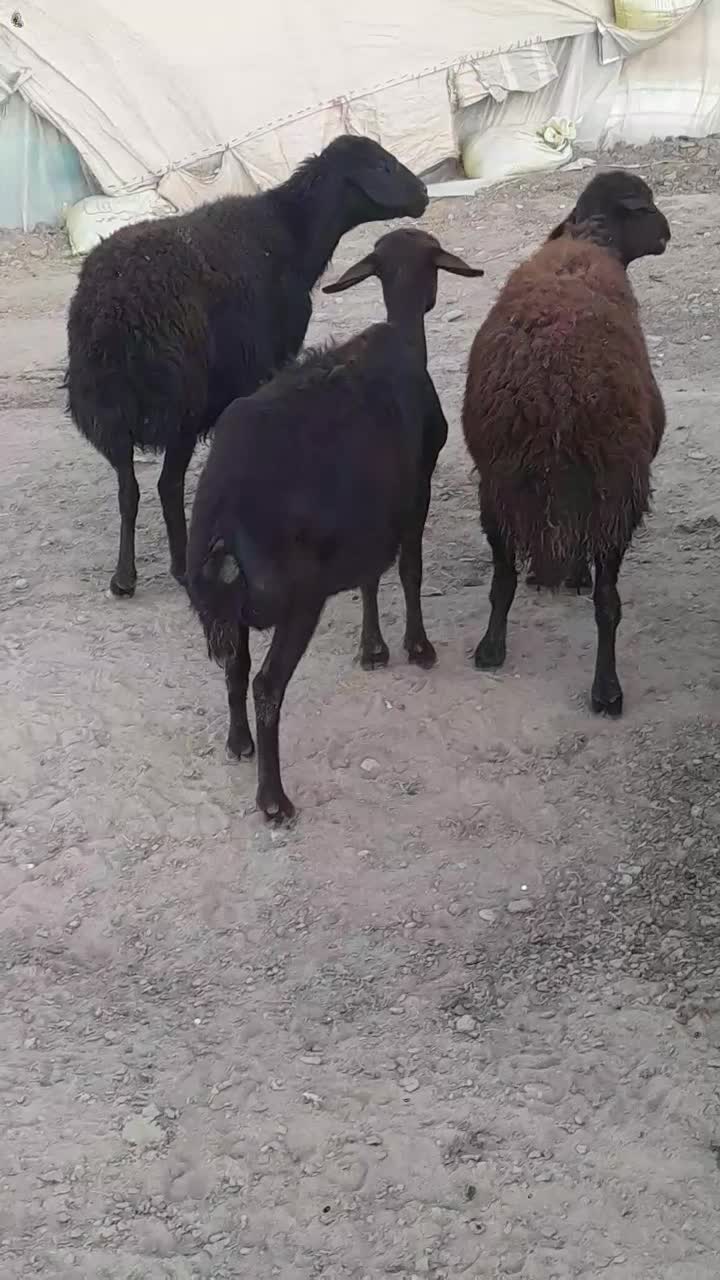 میش آبستن|حیوانات مزرعه|کنگاور, |دیوار