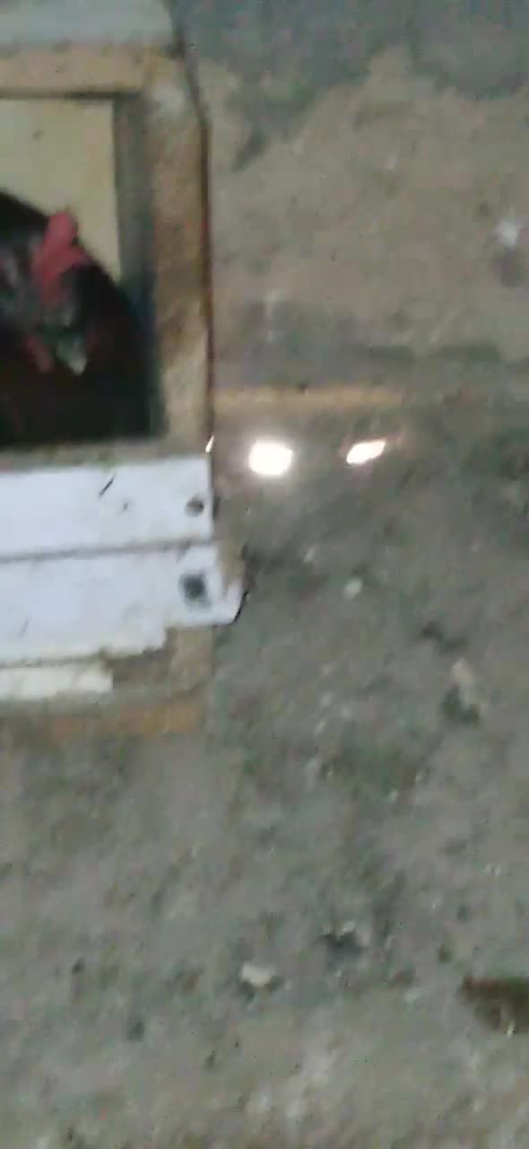 مرغ خانگی|حیوانات مزرعه|جلین, |دیوار