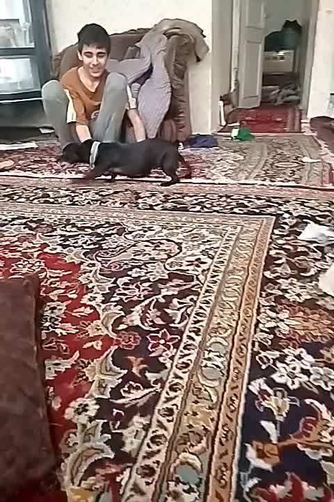 یک قلاده سگ پاکوتاه|سگ|مشهد, چهاربرج|دیوار