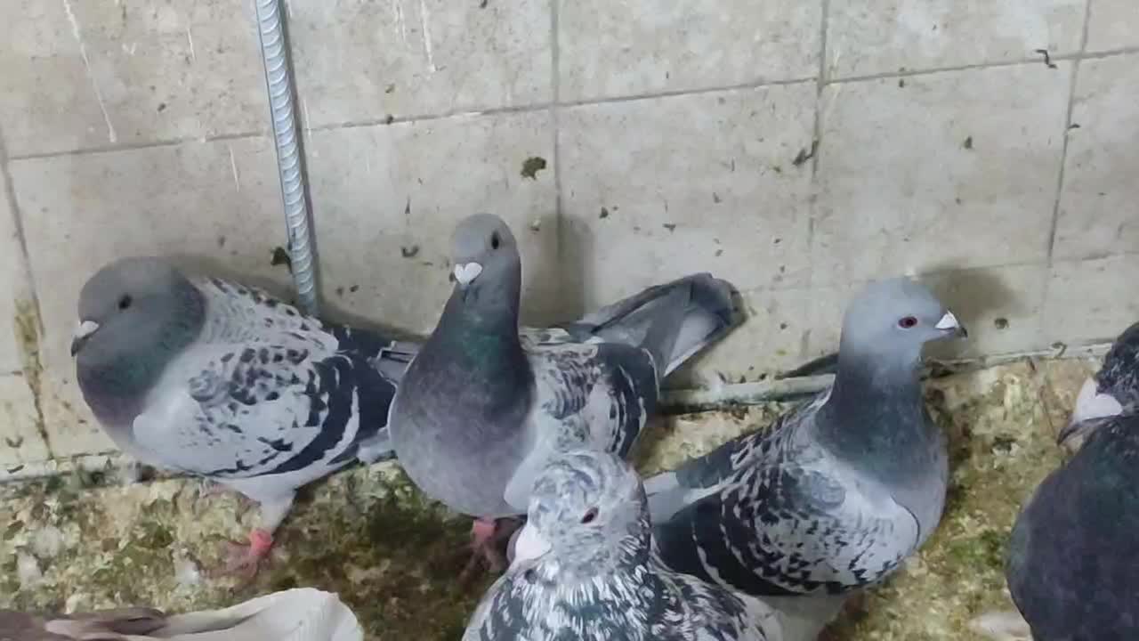 پلاکی|پرنده|کوه چنار, |دیوار