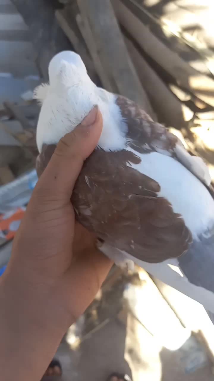 کبوتر|پرنده|قیروکارزین, |دیوار