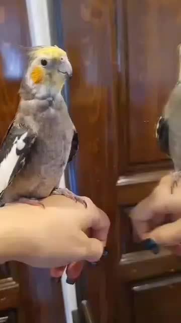 جیکو|پرنده|تهران, ارم|دیوار