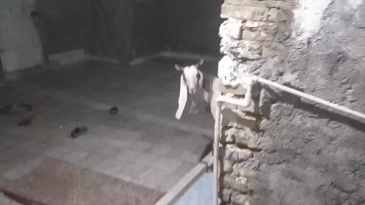 ۱۲۳۴ل۶|حیوانات مزرعه|اندیمشک, |دیوار