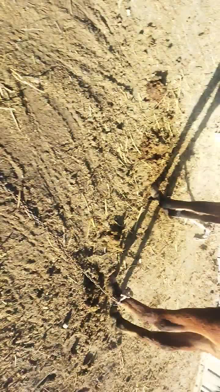 اسب نر|اسب و تجهیزات اسبسواری|اصلاندوز, |دیوار