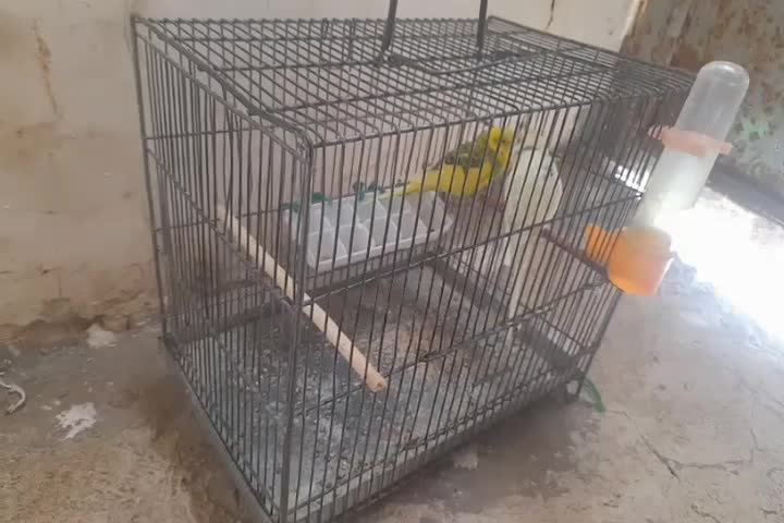 مرغ  عشق|پرنده|اشترینان, |دیوار