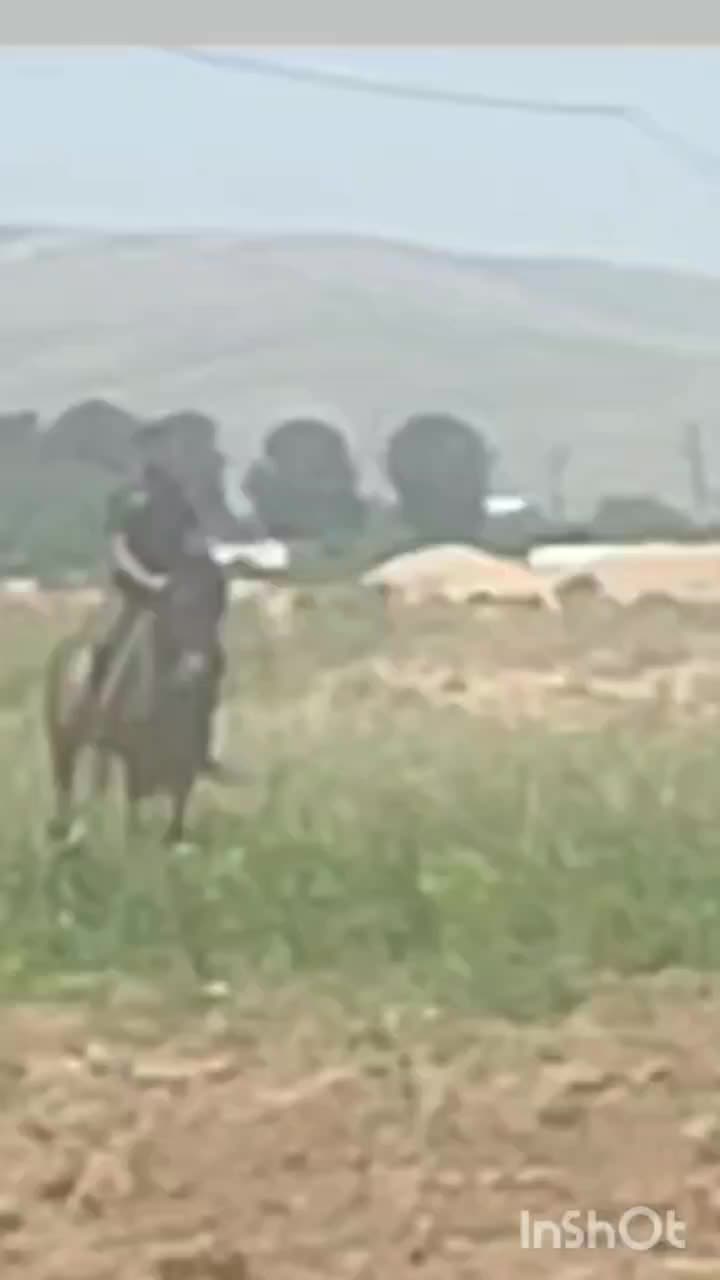 سیلمی کورد|اسب و تجهیزات اسبسواری|کرمانشاه, |دیوار