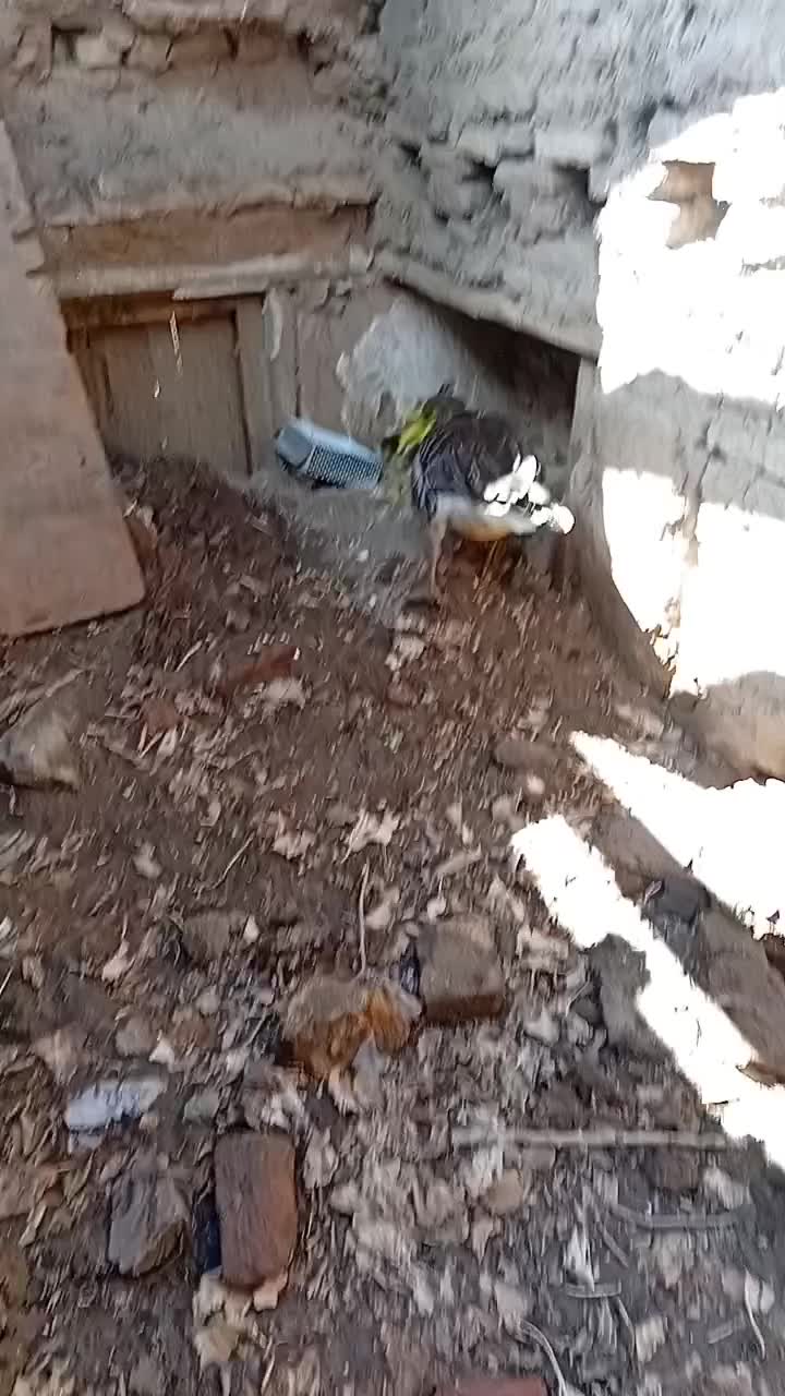 غاز محلی|حیوانات مزرعه|قزوین, |دیوار