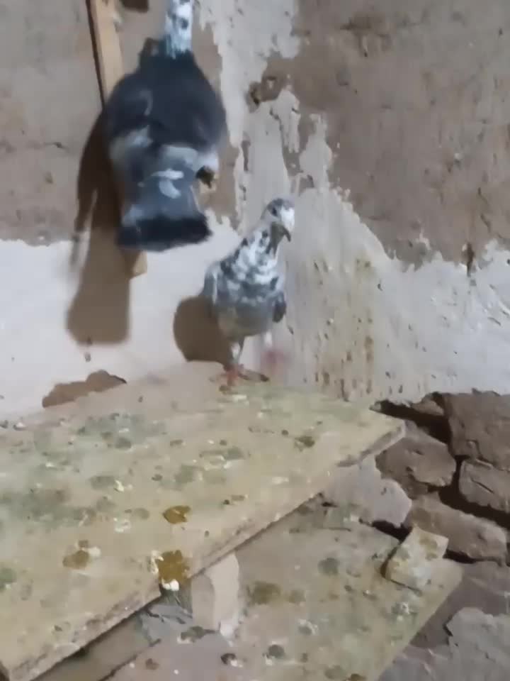 نرماده بزک به شرط|پرنده|میان جلگه, |دیوار