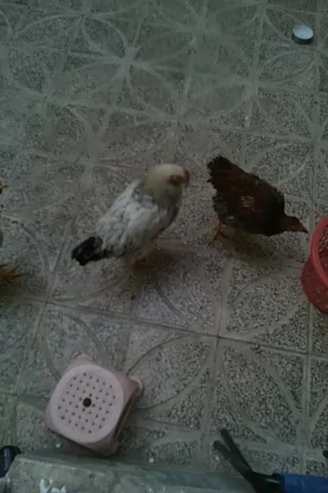 ۴عدد مرغ ویروس سالم و سرحال|حیوانات مزرعه|کرج, حصارک بالا|دیوار