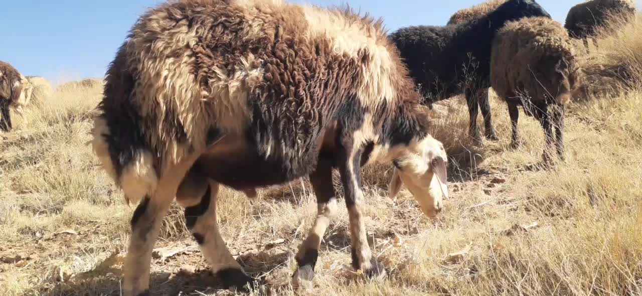 دوعدد‌بره‌نره‌دودندون‌جفتی‌‌شصت‌تومن|حیوانات مزرعه|زنده رود, |دیوار